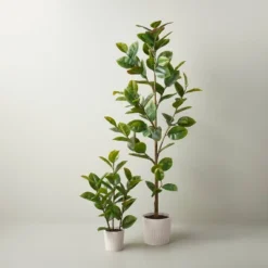 73" Faux Rubber Leaf Tree - Hearth & Hand™ With Magnolia 5 73" Faux Rubber Leaf Tree - Hearth & Hand™ With Magnolia -Decoro Shop GUEST 6c20b565 db18 4aa0 adaa 8ad03c3a5063